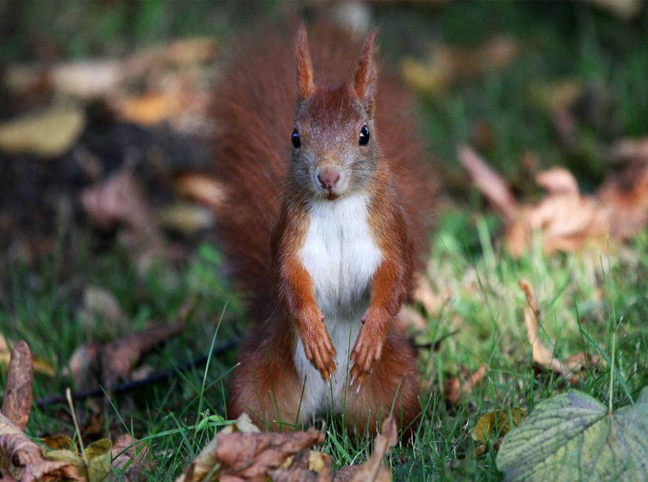 Possierliches Eichhörnchen - CALVENDO Foto-Puzzle'