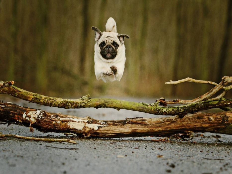 Sportlicher Mops - CALVENDO Foto-Puzzle'