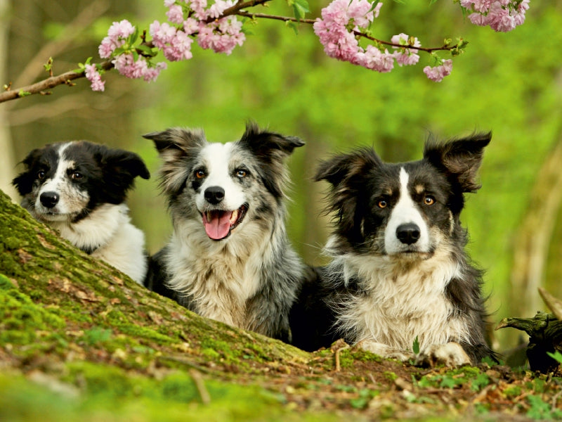 Bordercollie Familie 1000 Teile Puzzle quer - CALVENDO Foto-Puzzle'