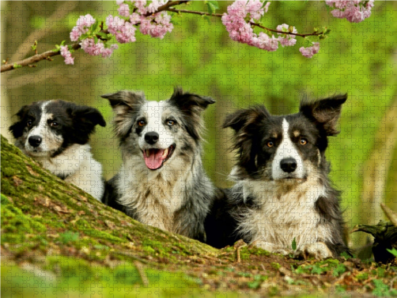 Bordercollie Familie 1000 Teile Puzzle quer - CALVENDO Foto-Puzzle'