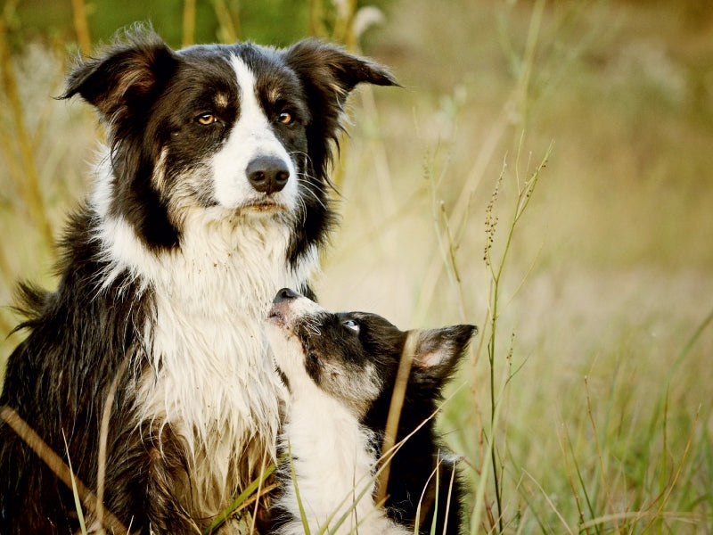 Border collies - Puzzle photo CALVENDO 