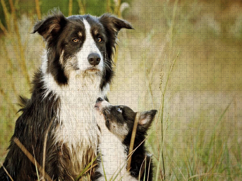 Bordercollies - CALVENDO Foto-Puzzle'