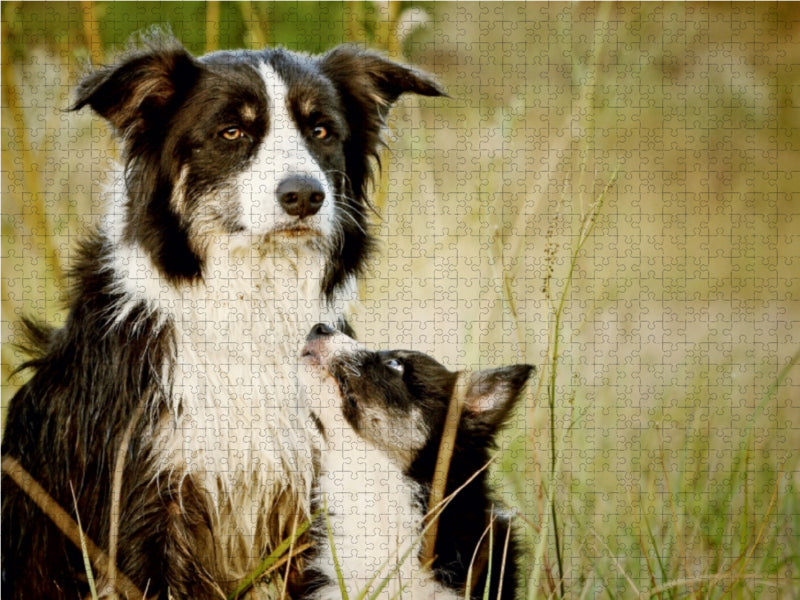 Border collies - Puzzle photo CALVENDO 