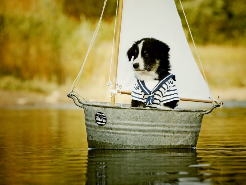 Sailing border collie - CALVENDO photo puzzle 