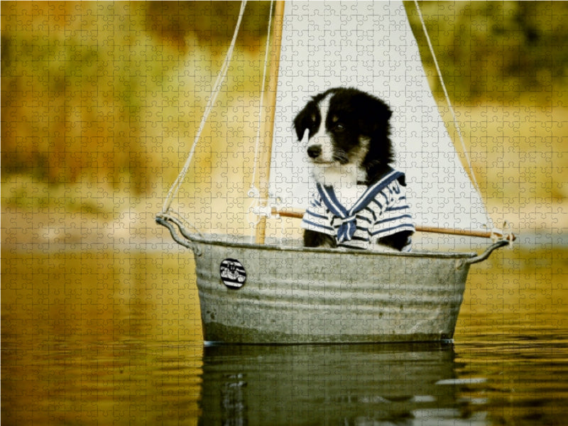 Sailing border collie - CALVENDO photo puzzle 