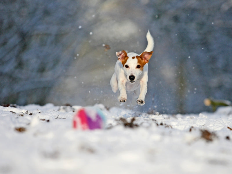 Winterspaß 1000 Teile Puzzle quer - CALVENDO Foto-Puzzle'
