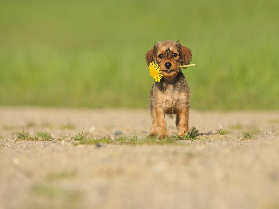 Ein Blümchen für Euch - CALVENDO Foto-Puzzle'