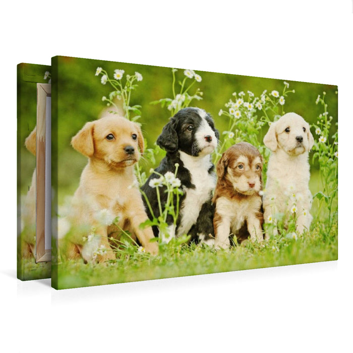 Toile textile premium Toile textile premium 75 cm x 50 cm paysage Chiens colorés 