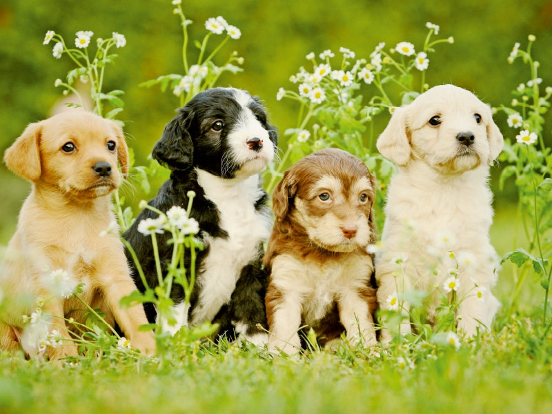 Bunte Hunde 1000 Teile Puzzle quer - CALVENDO Foto-Puzzle'