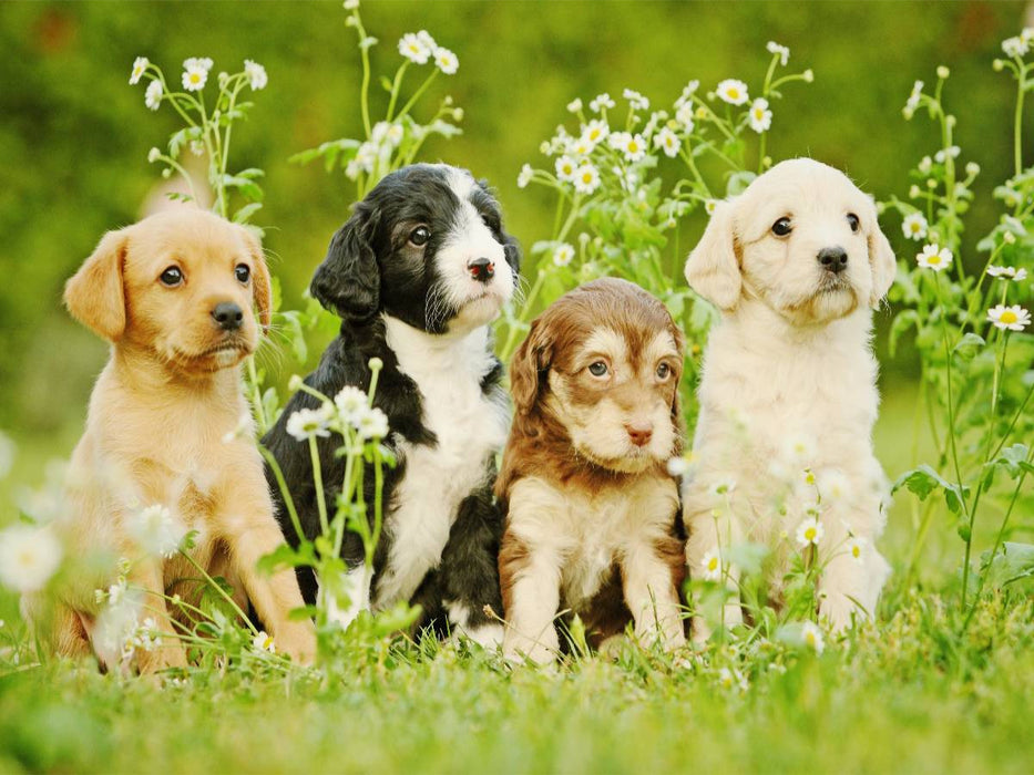 Bunte Hunde - CALVENDO Foto-Puzzle'