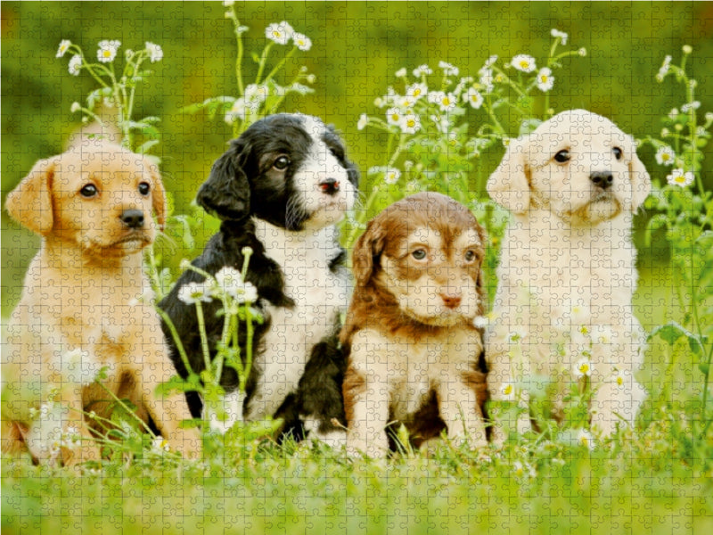 Bunte Hunde 1000 Teile Puzzle quer - CALVENDO Foto-Puzzle'