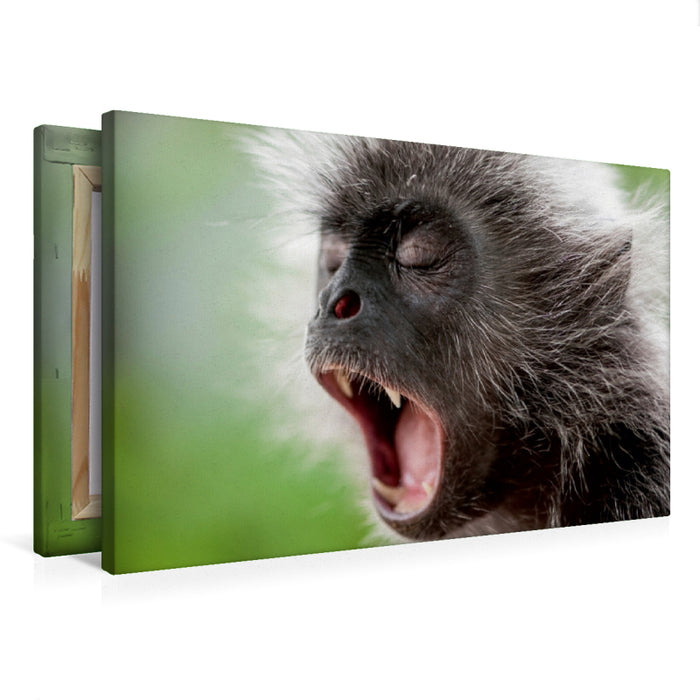 Premium Textil-Leinwand Affe