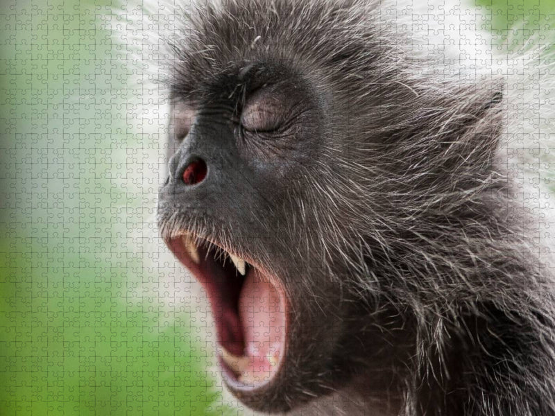 Affe - CALVENDO Foto-Puzzle'