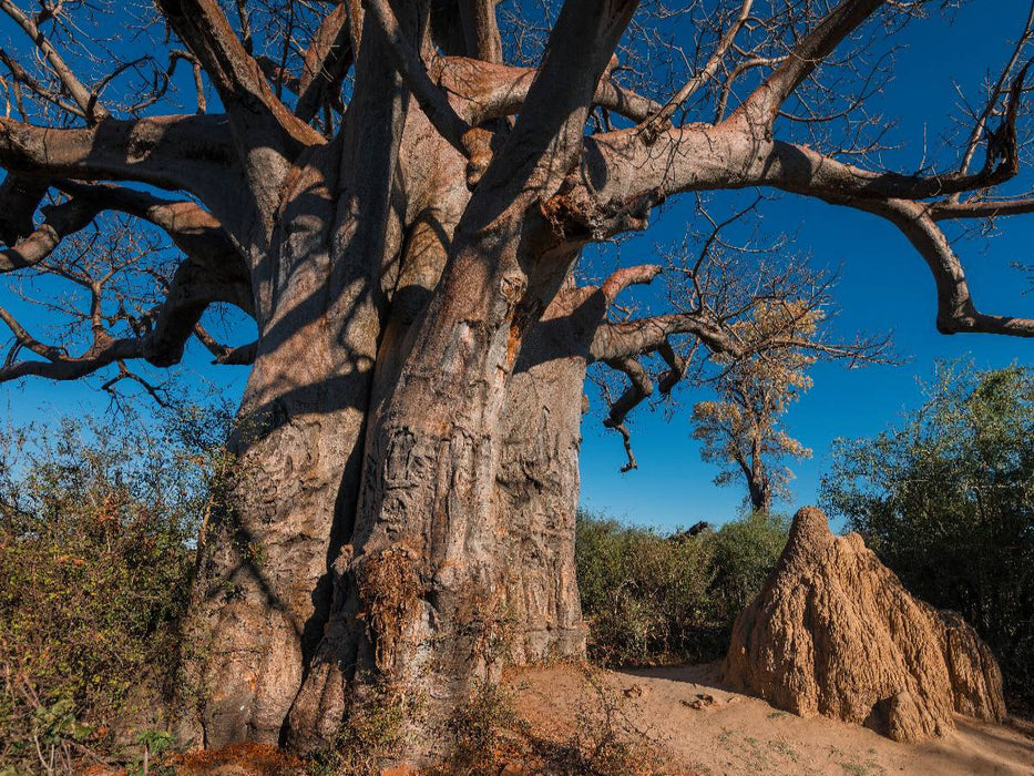 Riesiger Baobab in den Makgadikgadi Pans - CALVENDO Foto-Puzzle'