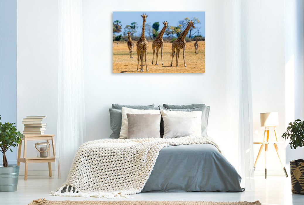 Premium Textil-Leinwand Premium Textil-Leinwand 120 cm x 80 cm quer Giraffen im Moremi Game Reserve