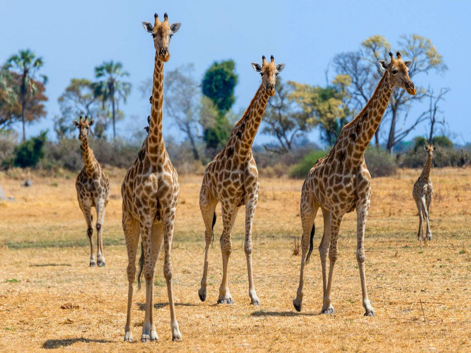 Giraffen im Moremi Game Reserve - CALVENDO Foto-Puzzle'