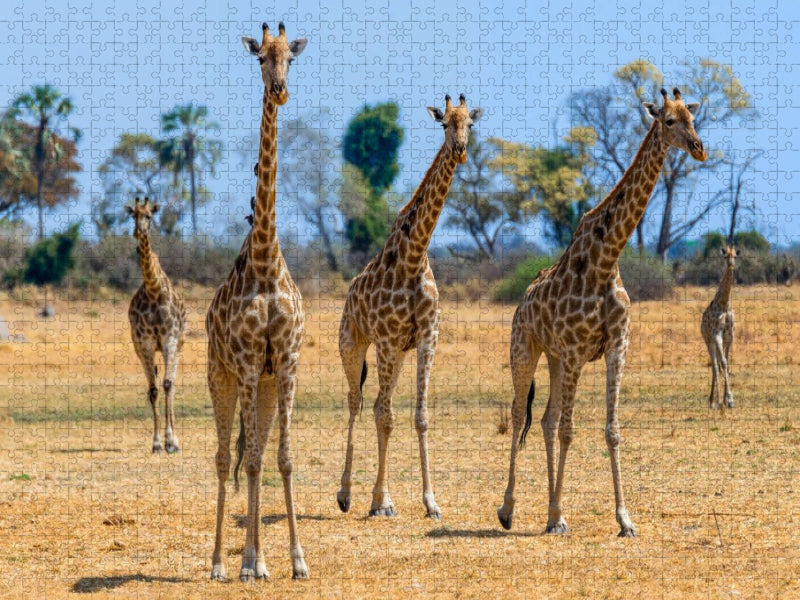 Giraffen im Moremi Game Reserve - CALVENDO Foto-Puzzle'