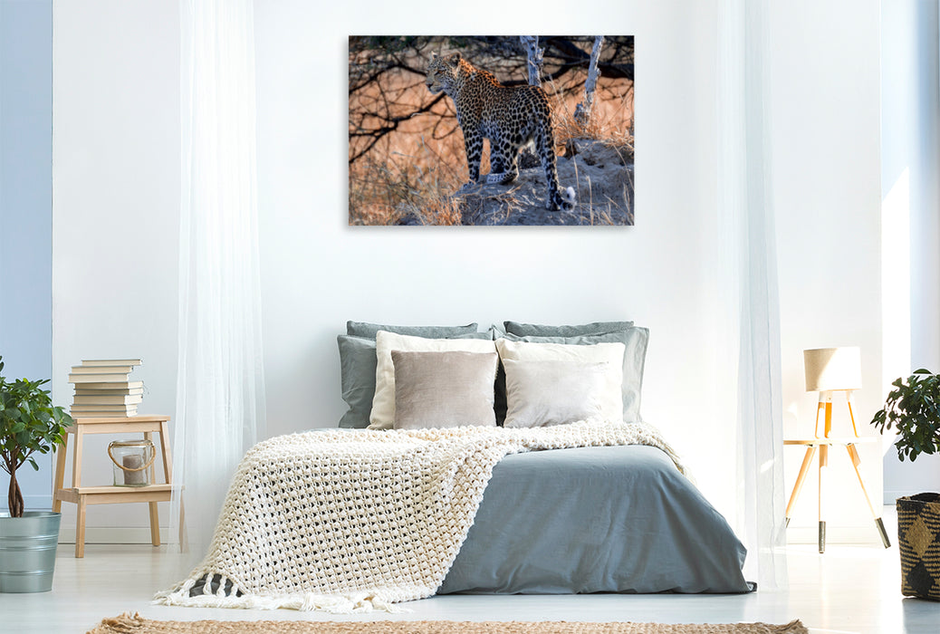 Toile textile premium Toile textile premium 120 cm x 80 cm paysage Jeune léopard au petit matin, Moremi Game Reserve 