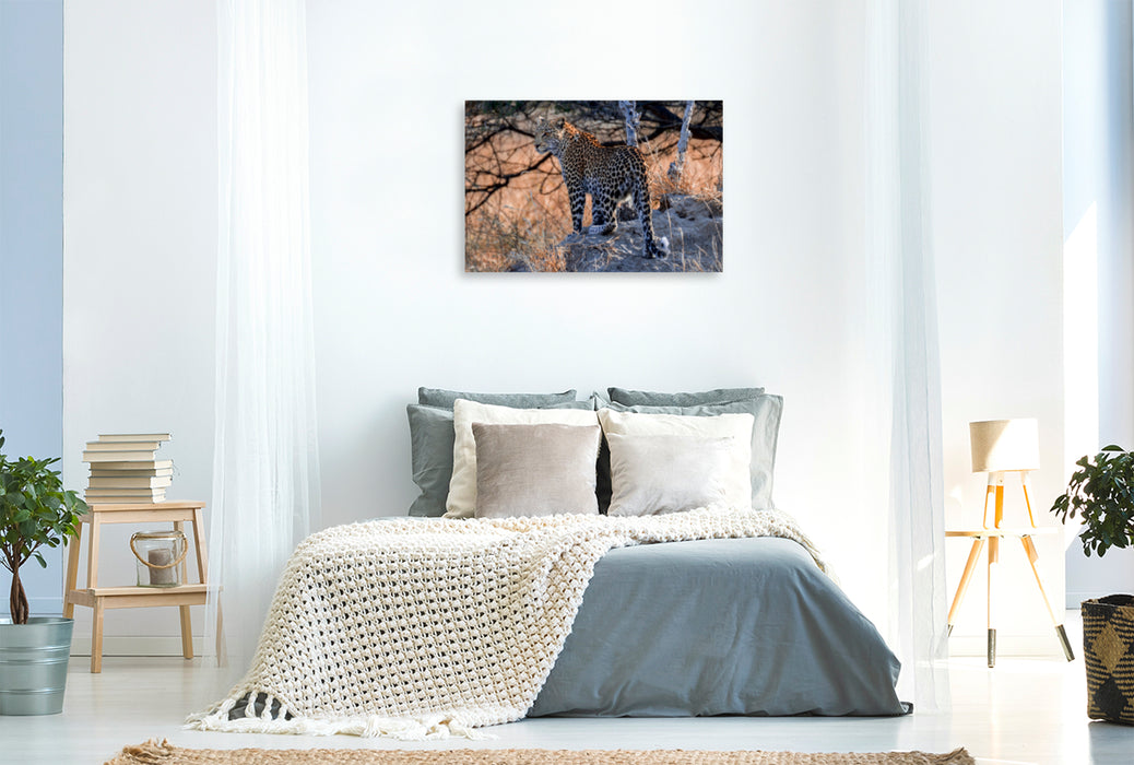 Toile textile premium Toile textile premium 120 cm x 80 cm paysage Jeune léopard au petit matin, Moremi Game Reserve 