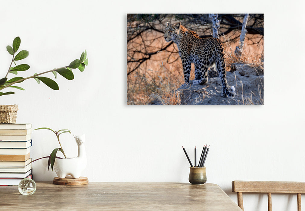 Toile textile premium Toile textile premium 120 cm x 80 cm paysage Jeune léopard au petit matin, Moremi Game Reserve 