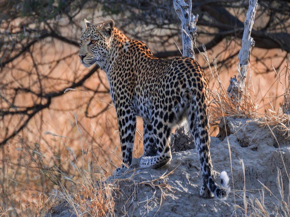 Junge Leopardin am frühen Morgen, Moremi Game Reserve - CALVENDO Foto-Puzzle'