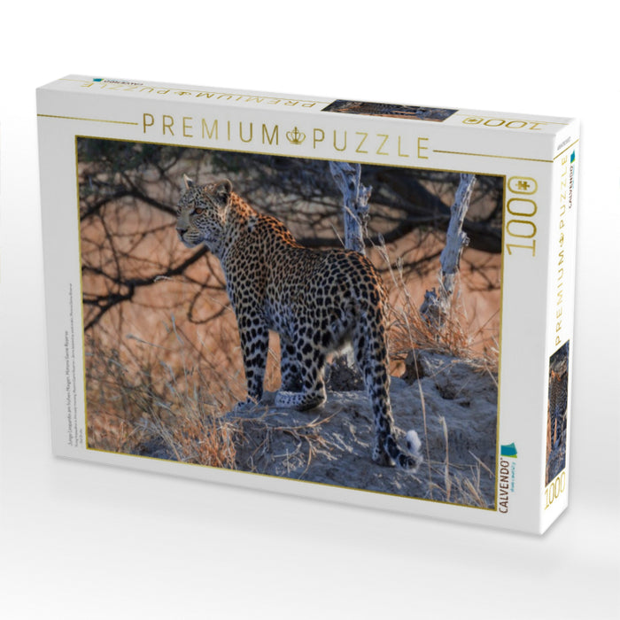 Junge Leopardin am frühen Morgen, Moremi Game Reserve - CALVENDO Foto-Puzzle'