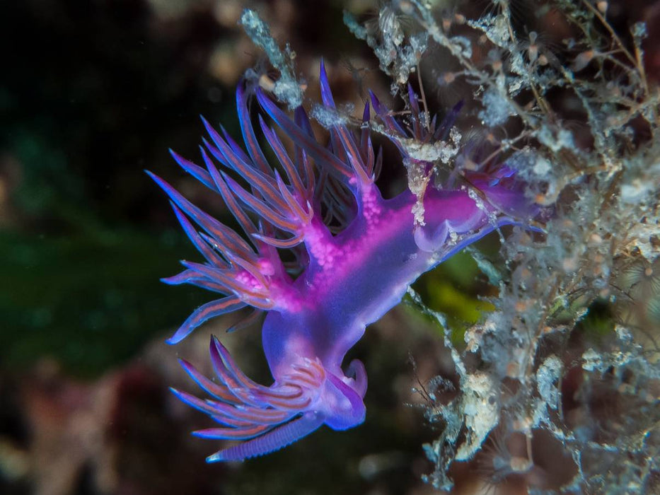 Nacktschnecke im Mittelmeer - CALVENDO Foto-Puzzle'