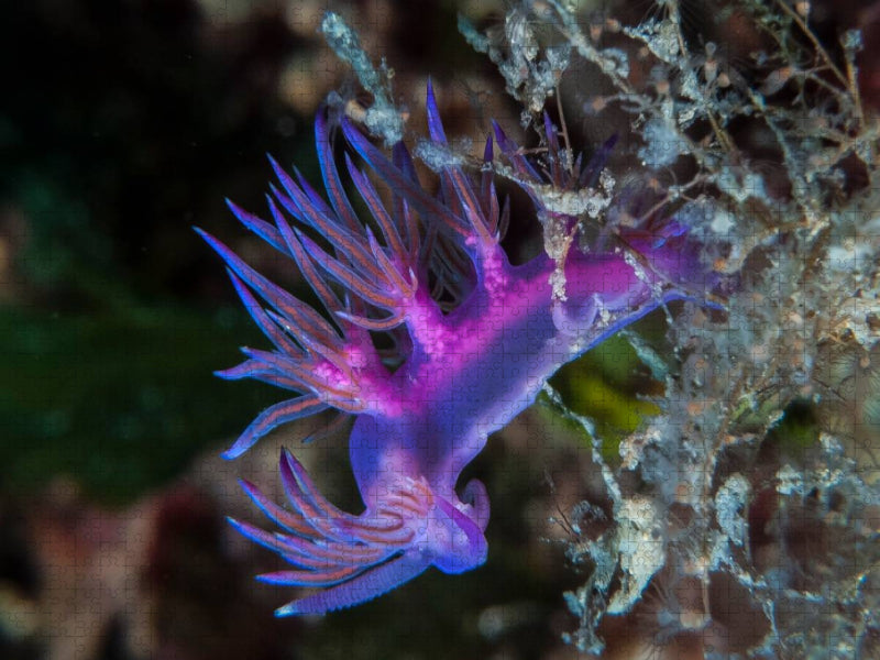Nacktschnecke im Mittelmeer - CALVENDO Foto-Puzzle'