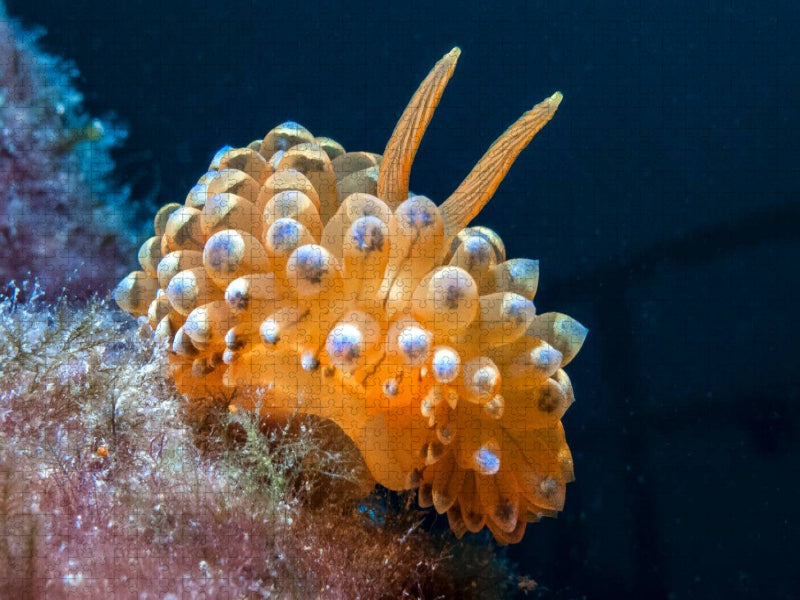 Nacktschnecke im Mittelmeer - CALVENDO Foto-Puzzle'