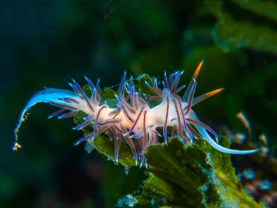 Nacktschnecke im Mittelmeer - CALVENDO Foto-Puzzle'