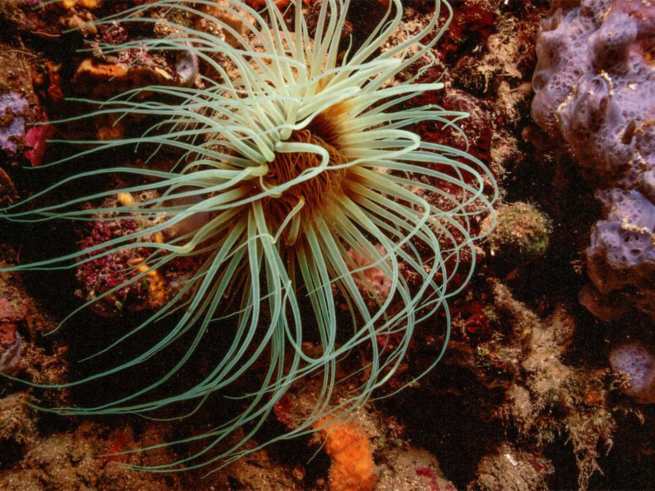 Zylinderrose im Mittelmeer - CALVENDO Foto-Puzzle'