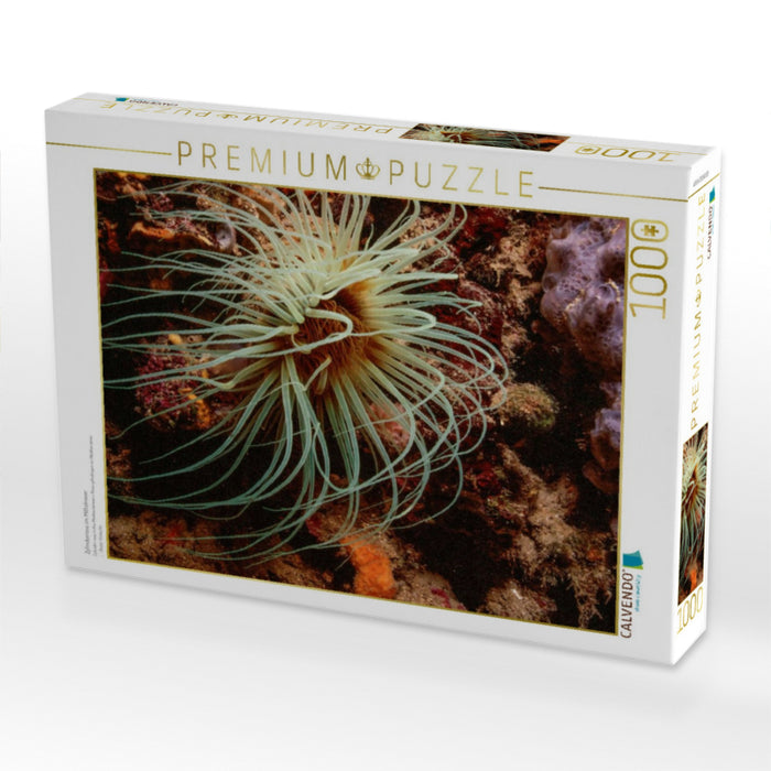 Zylinderrose im Mittelmeer - CALVENDO Foto-Puzzle'