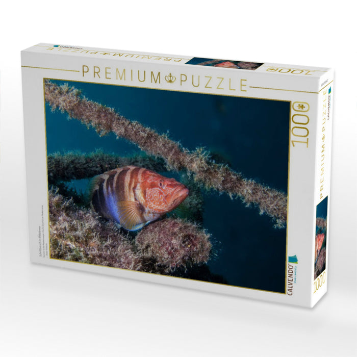 Schriftbarsch im Mittelmeer - CALVENDO Foto-Puzzle'