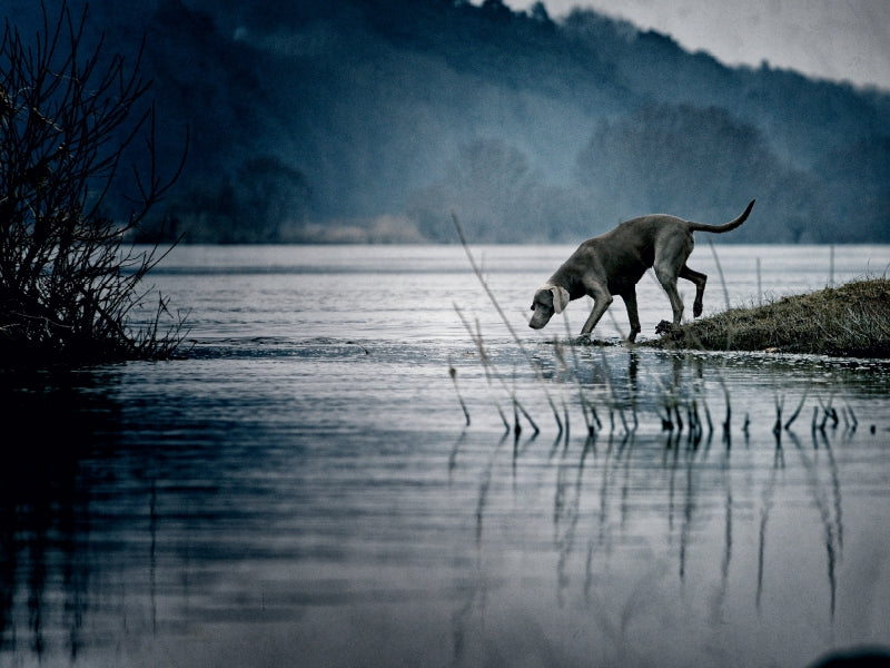 Braque de Weimar sur la rivière - Puzzle photo CALVENDO 