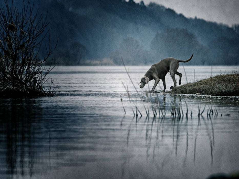 Weimaraner am Fluss - CALVENDO Foto-Puzzle'