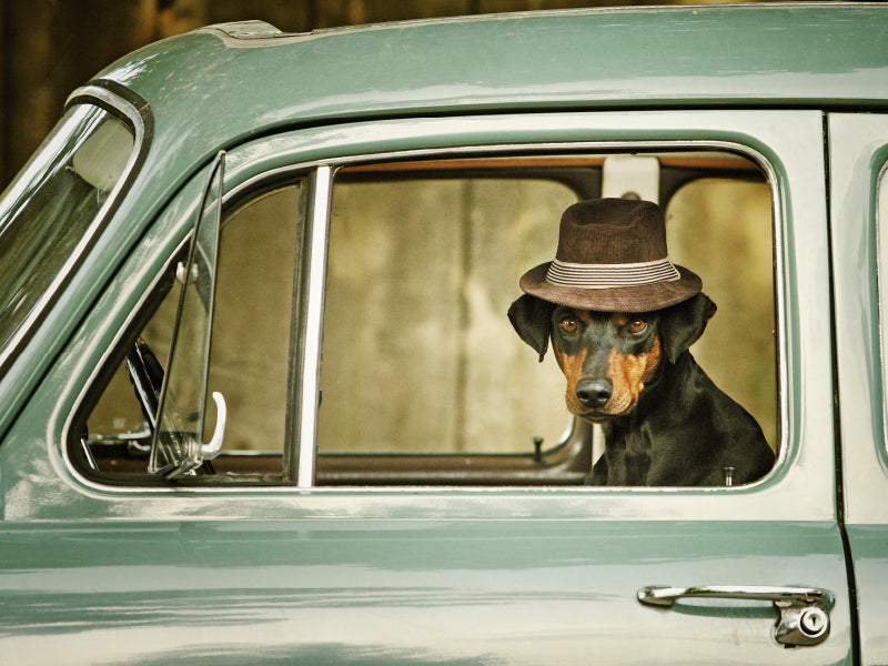 Pinscher allemand Lion - Puzzle photo CALVENDO 