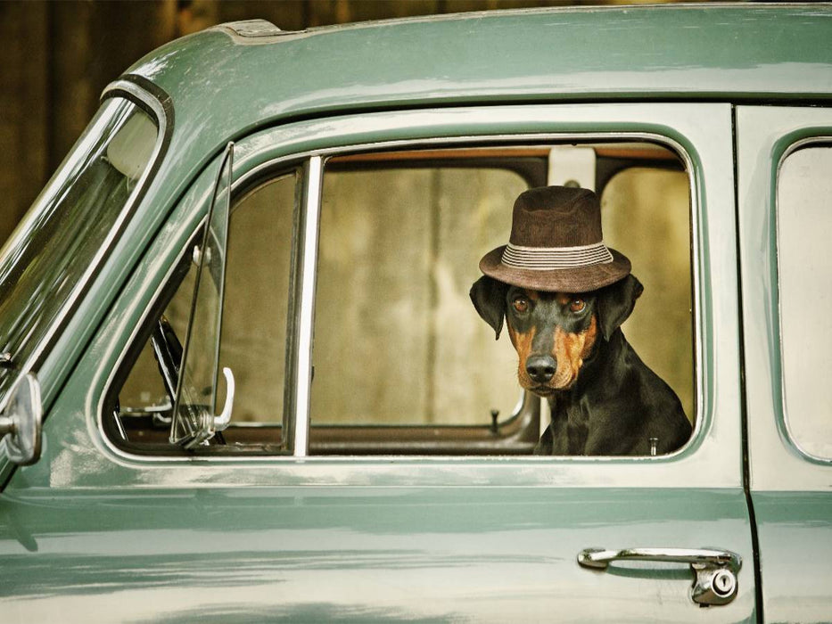 Deutscher Pinscher Leo - CALVENDO Foto-Puzzle'