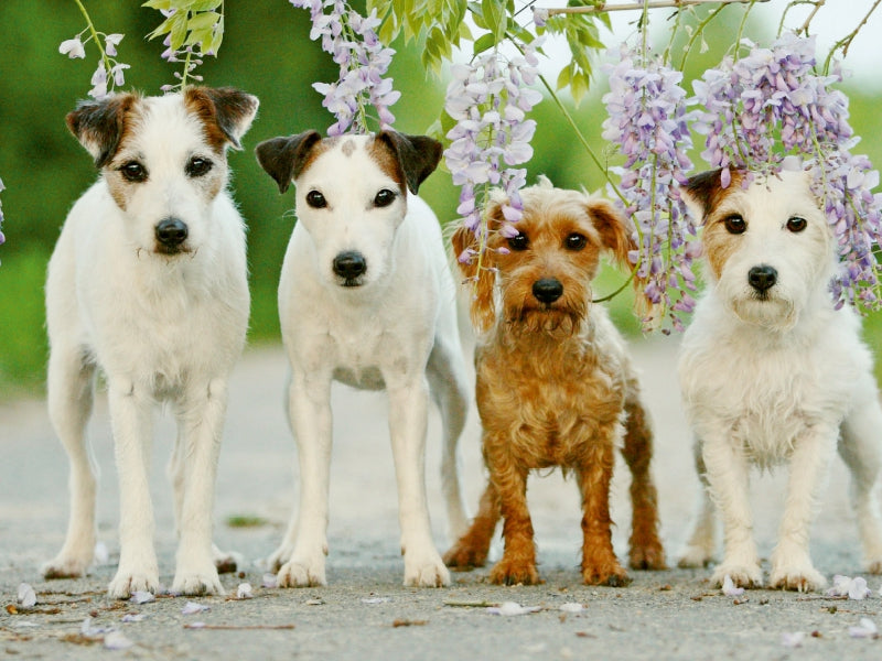 Four friends - CALVENDO photo puzzle 