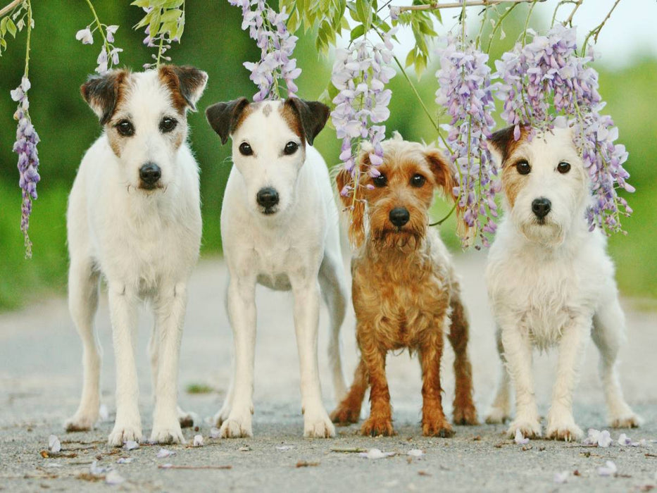 Vier Freunde - CALVENDO Foto-Puzzle'