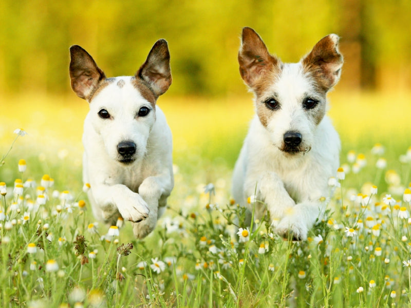 Parson Russell Terrier - CALVENDO photo puzzle 