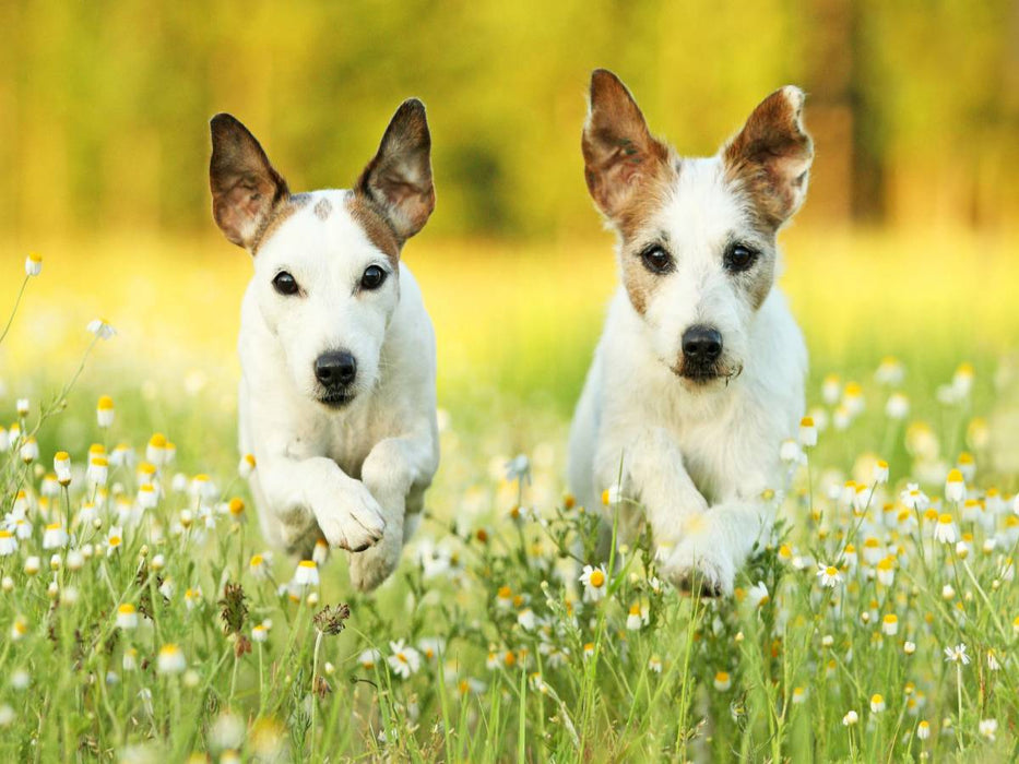 Parson Russell Terrier - CALVENDO photo puzzle 