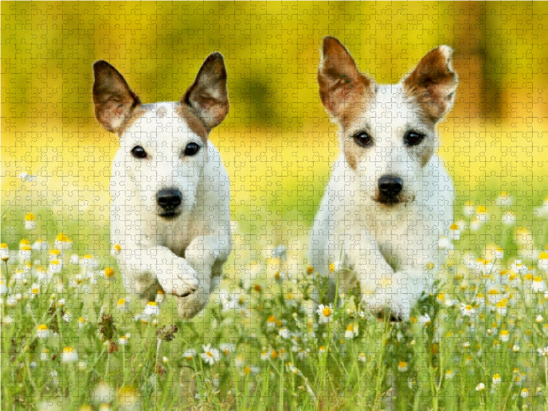 Parson Russell Terrier - CALVENDO photo puzzle 