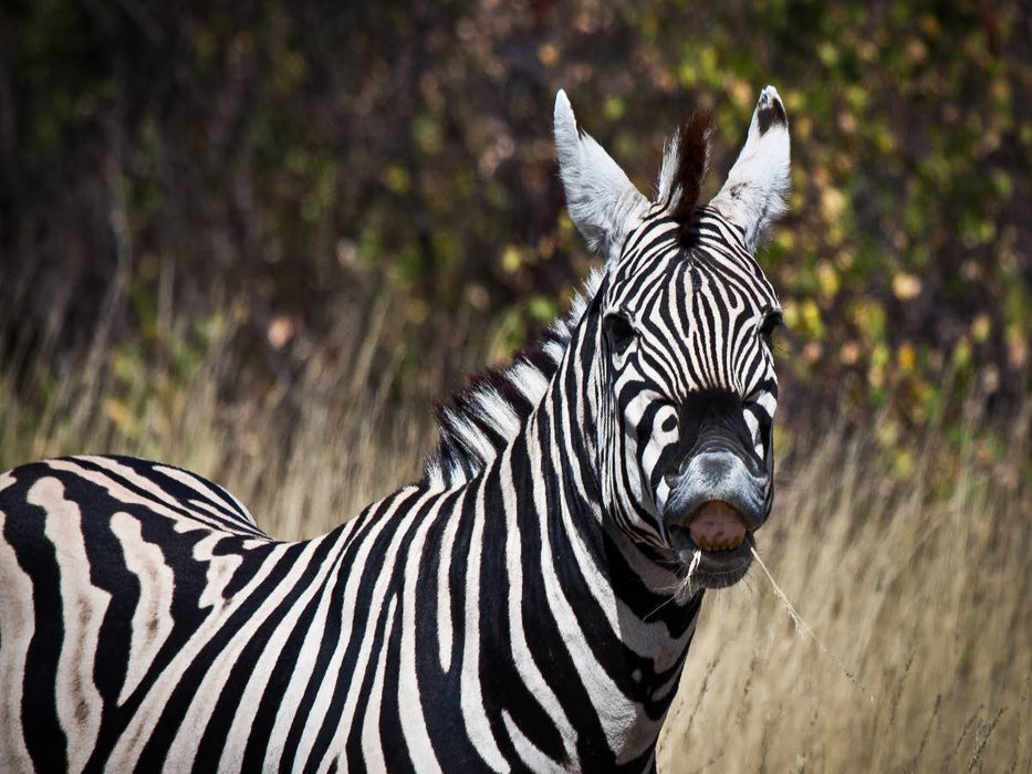Zebra, Botswana - CALVENDO Foto-Puzzle'