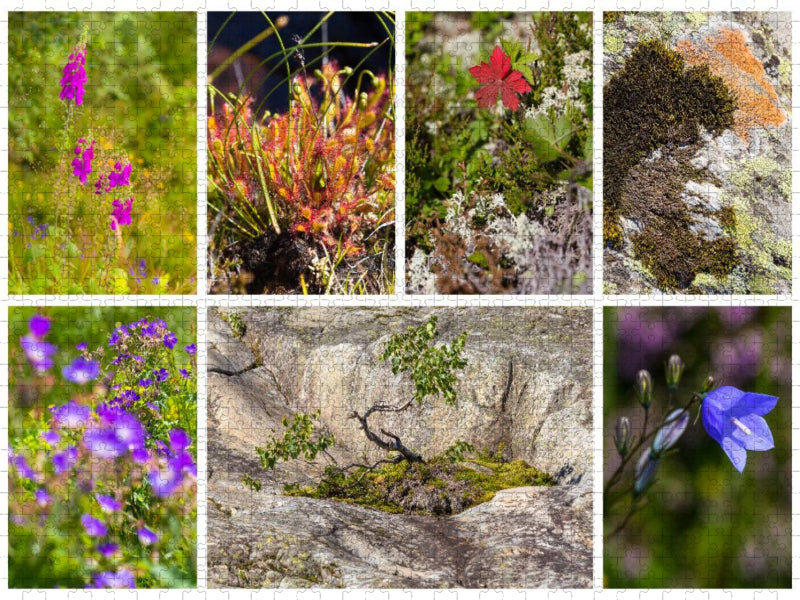 Sehnsucht Norwegen - Abwechslungsreiche Flora in allen Landschaften - CALVENDO Foto-Puzzle'