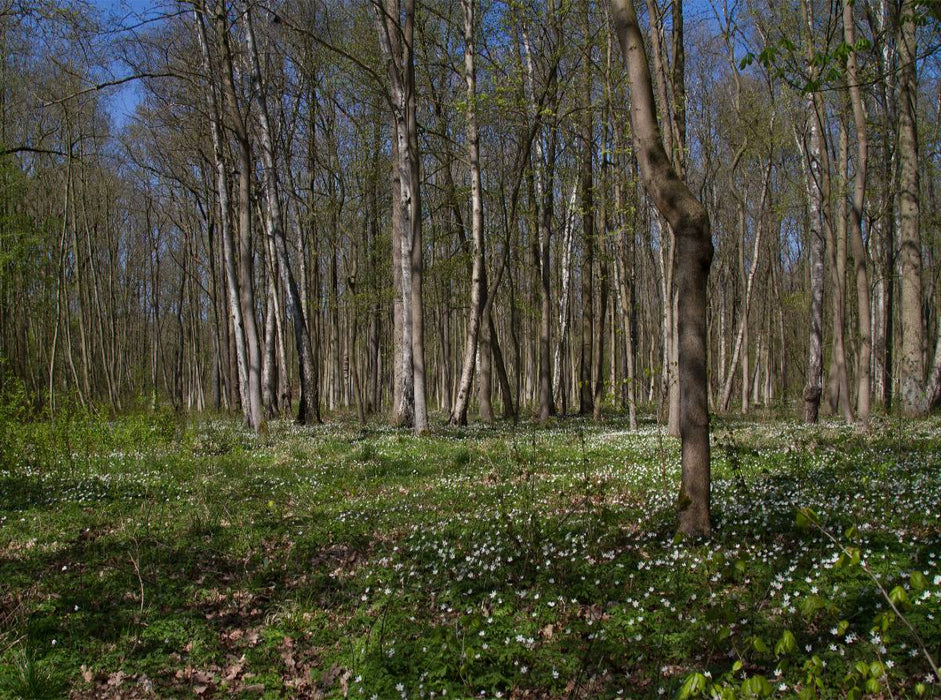 Iltener Holz - CALVENDO Foto-Puzzle'
