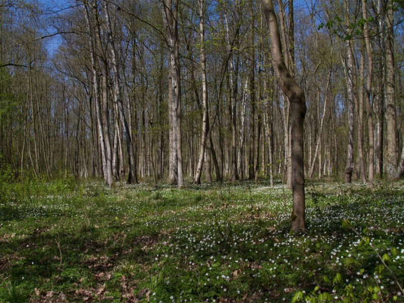 Iltener Holz - CALVENDO Foto-Puzzle'