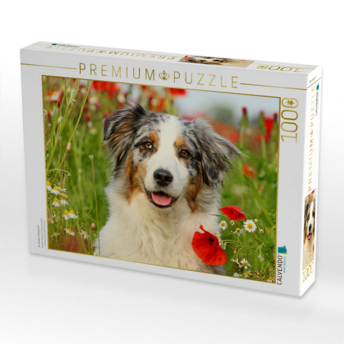 Australian Shepherd - CALVENDO Foto-Puzzle'