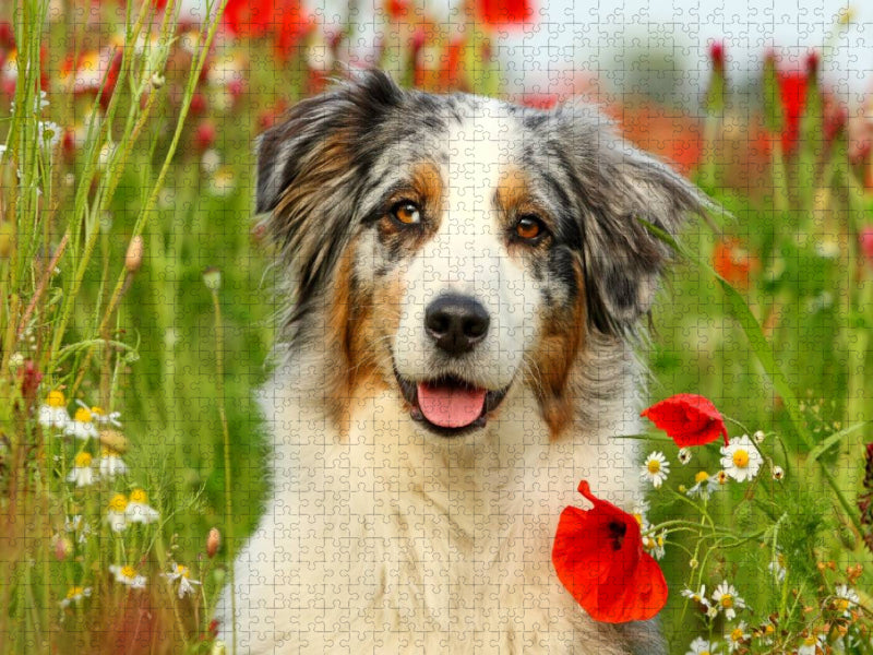 Australian Shepherd - CALVENDO Foto-Puzzle'