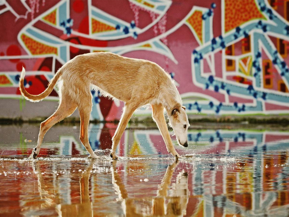 Lévrier en graffiti - Puzzle photo CALVENDO 