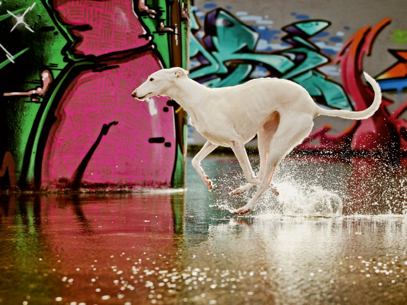 Windhunderennen 1000 Teile Puzzle quer - CALVENDO Foto-Puzzle'